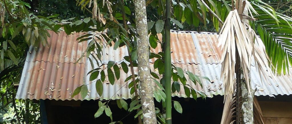 Corrugated iron roof