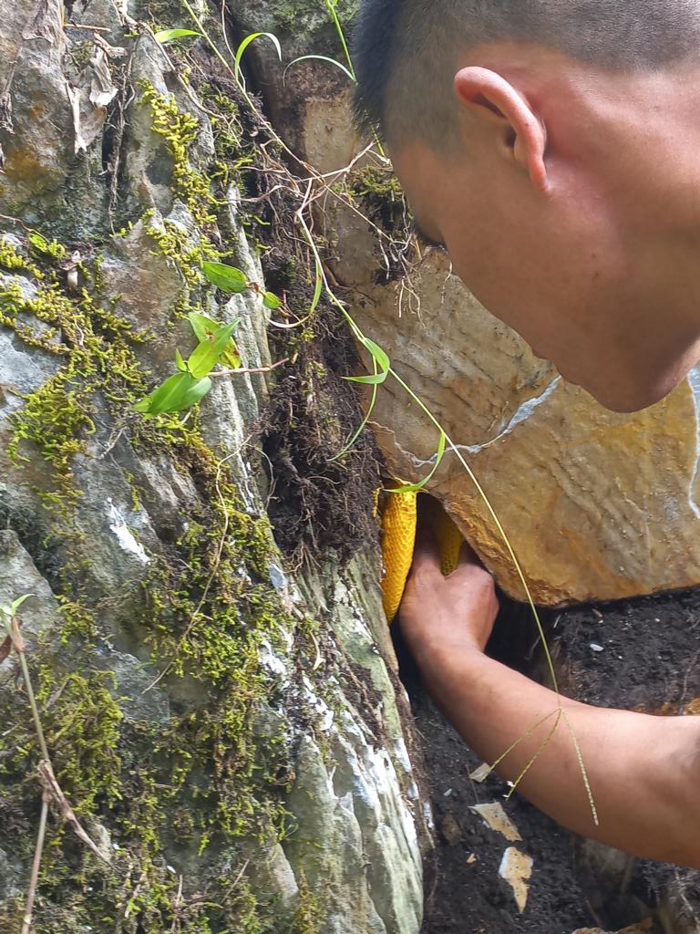 Removing the combs from the rock crevice