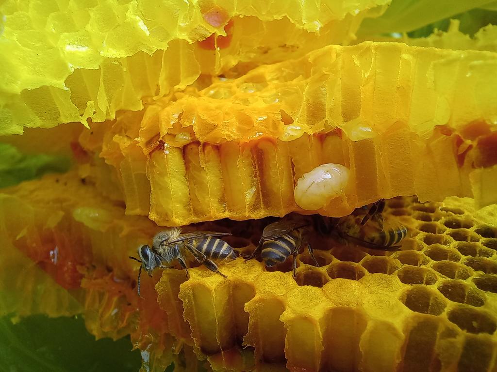Asian honey bees around a honeycomb