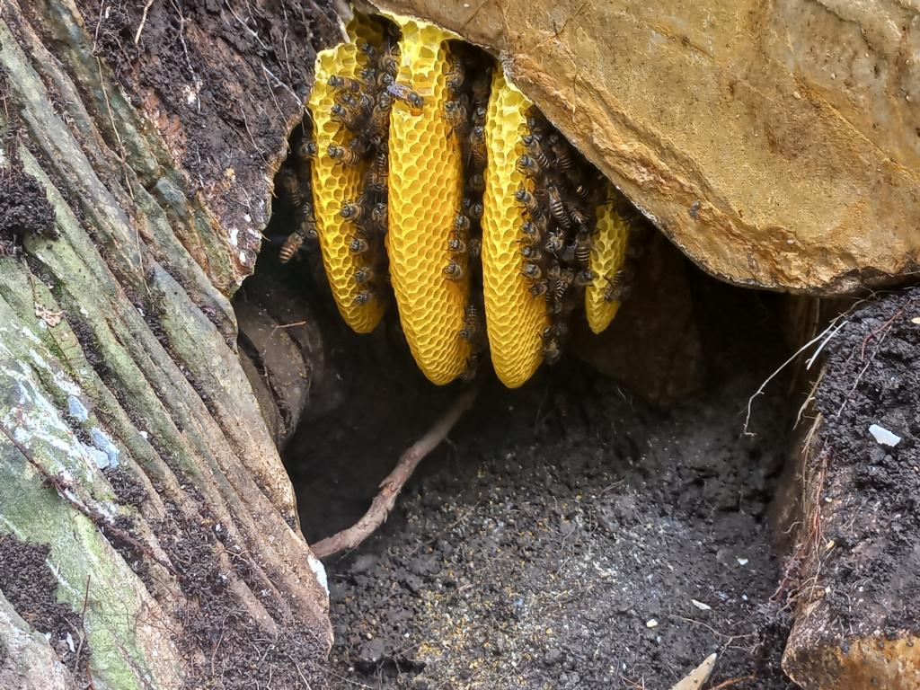 Combs of Asian honey bees in a rock crevice