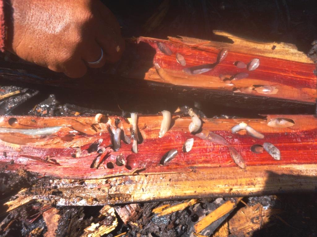 split mangrove wood with shipworms