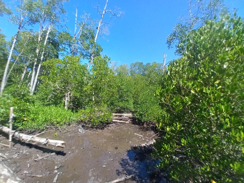 Shipworm habitat in a mangrove forest
