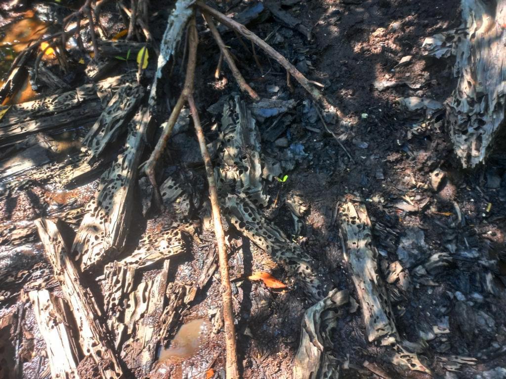 Dead wood in mangrove forest with shipworm holes