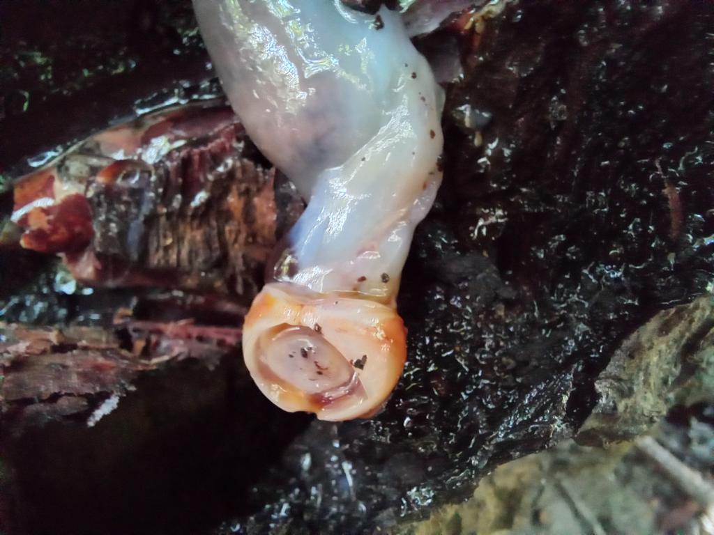 Anterior end of a shipworm