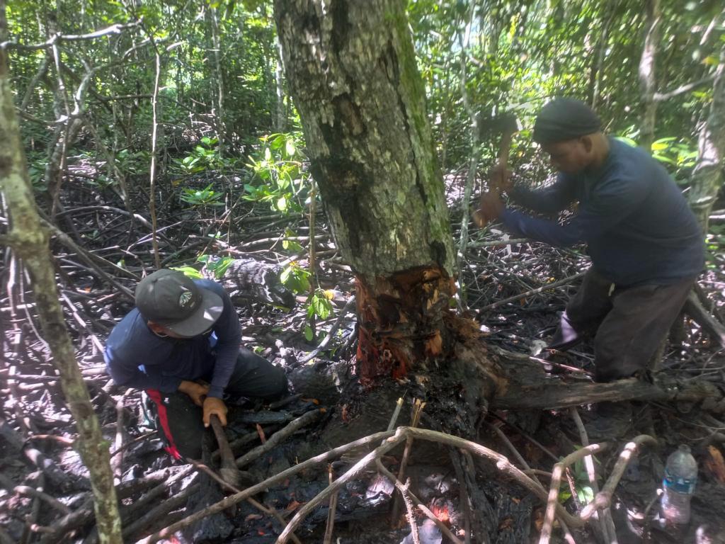 Chopping a mangrove tree for shipworms