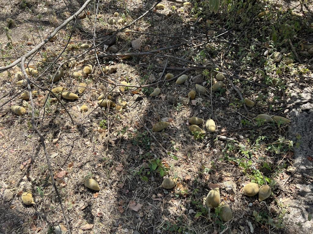 Baobab pods on the ground