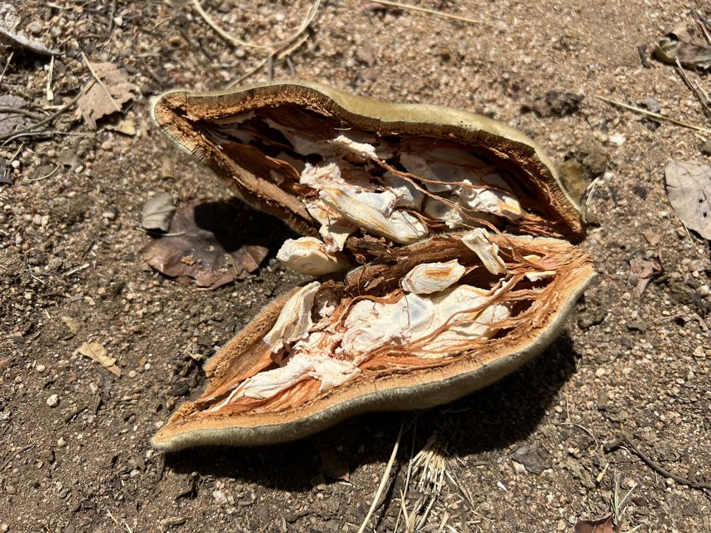 Cracked open Baobab pod