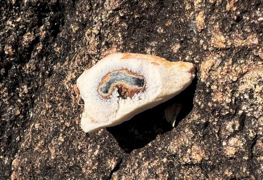 Hard shell of a Baobab seed