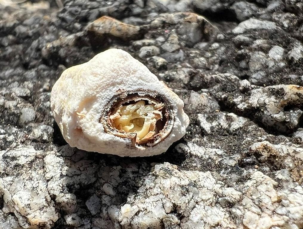 Inside a Baobab see with pulp around