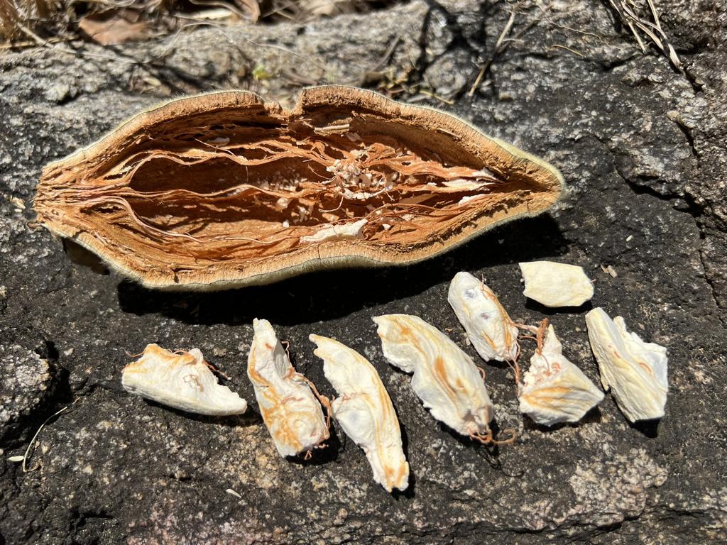 Baobab pod with removed seed within the pulp