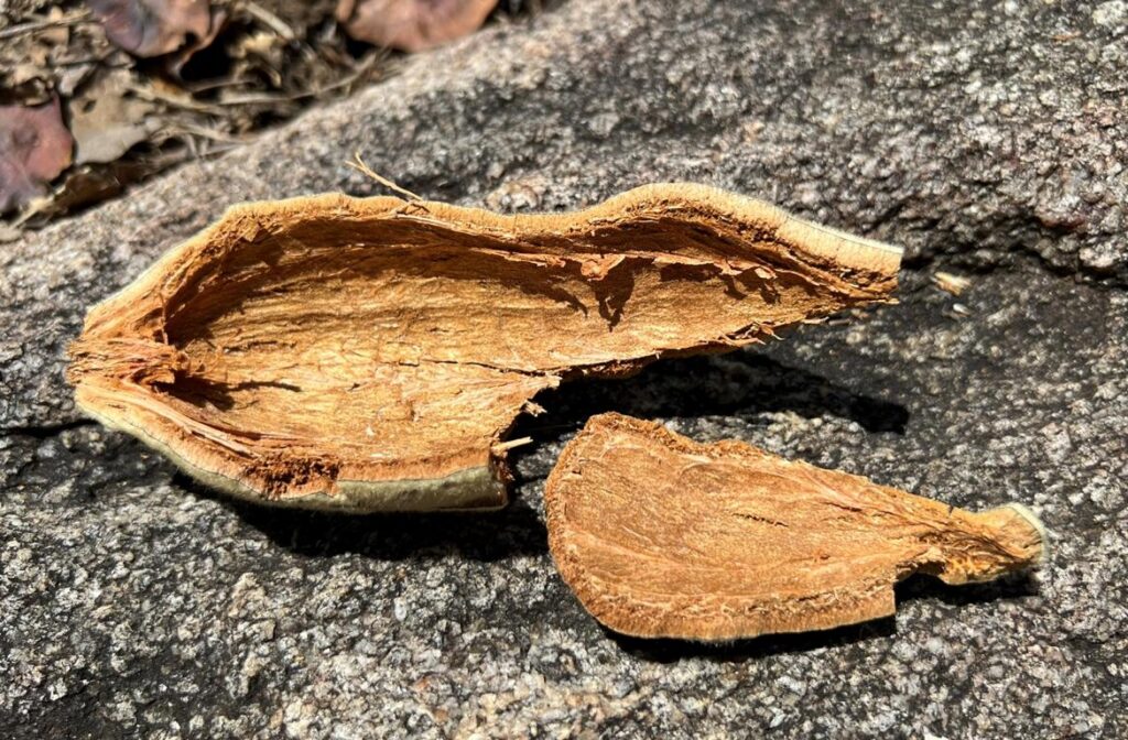 Raw spoon of a Baobab pod