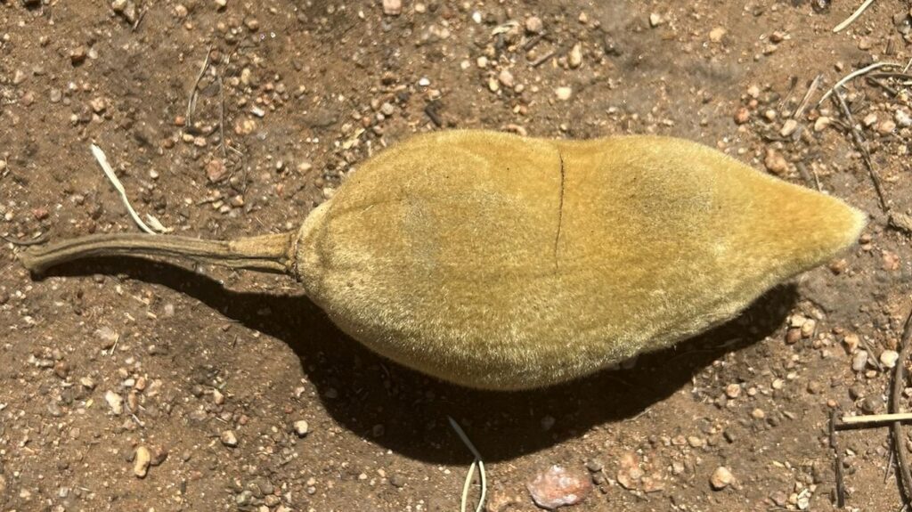 Detail of a Baobab pod