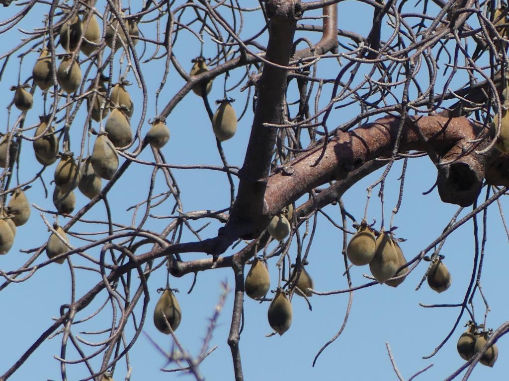 Baobab pods on the tree