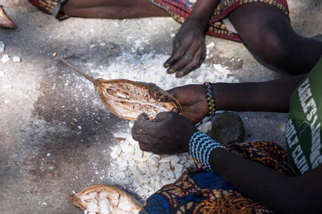 Removing seeds and pulp of a Baobab pod