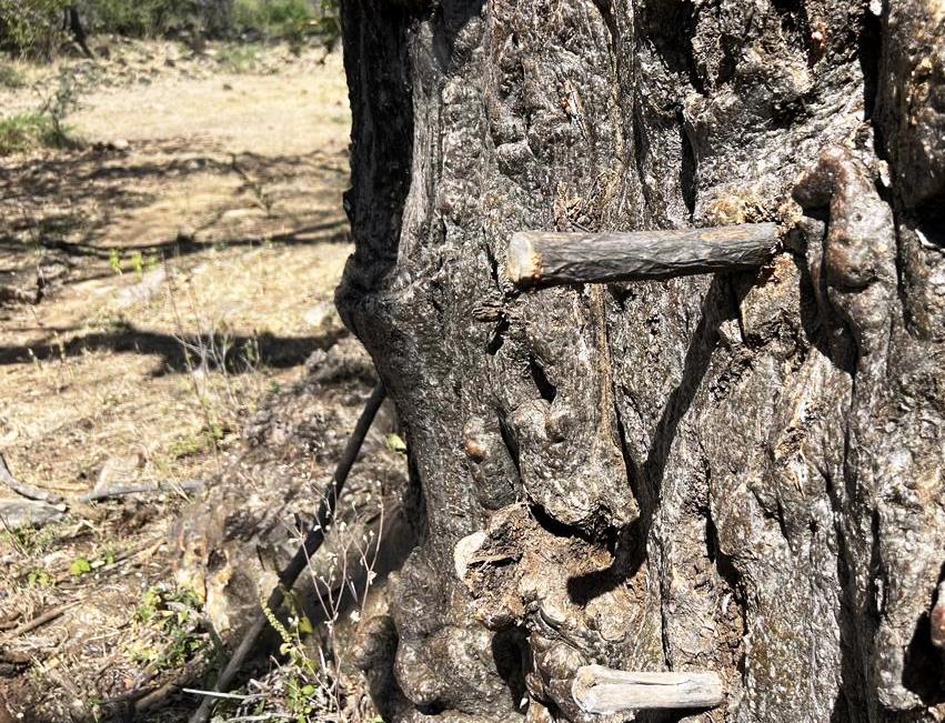 Freshly set peg on a Baobab tree