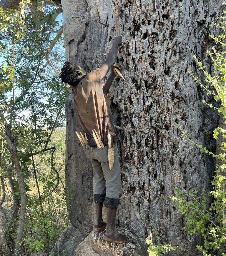 First, a slit will be opened in the Baobab bark with an axe