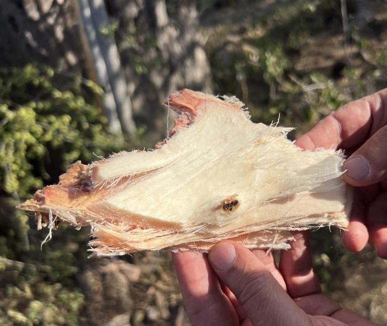 Soft inner wood of Adansonia digitata