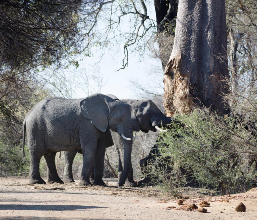 Elephants like to chew the soft and spongy inner wood of Baobab trees