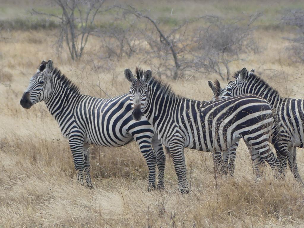 Plains Zebra in Tanzania