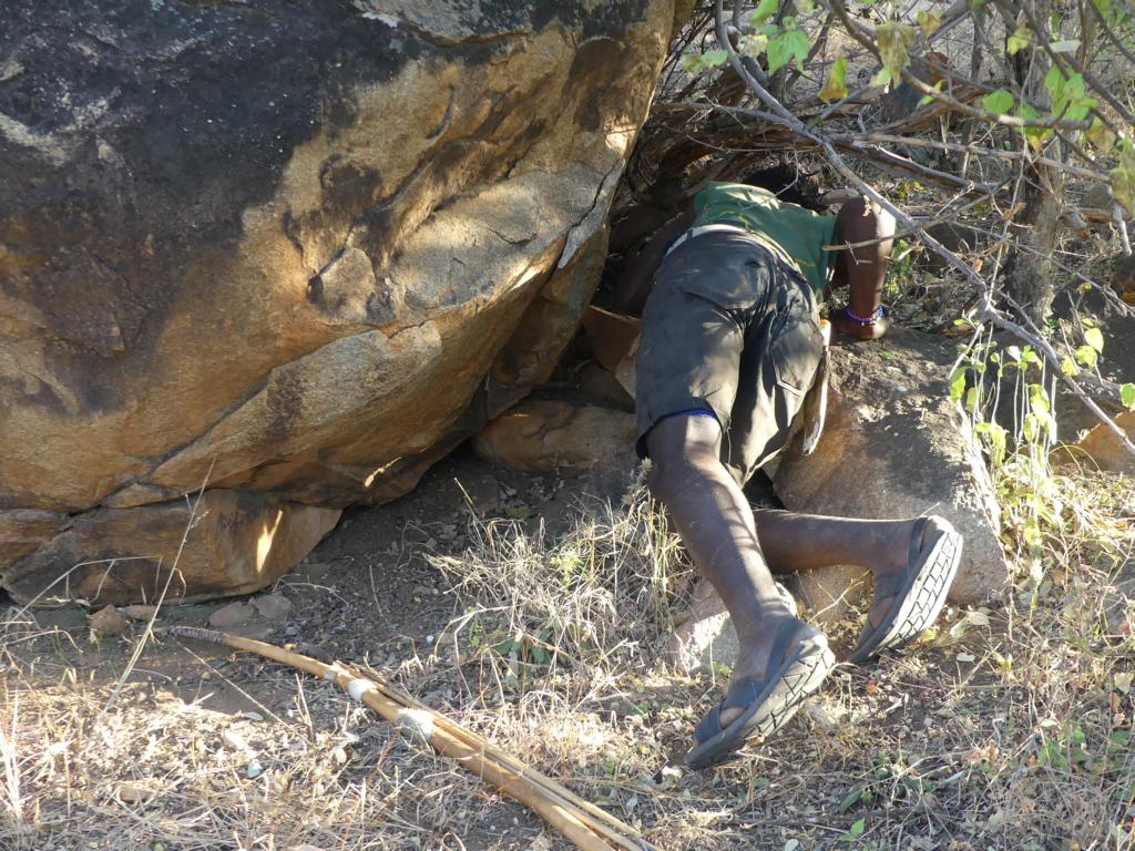 Hadza hunter checks underneath a boulder for hyraxes