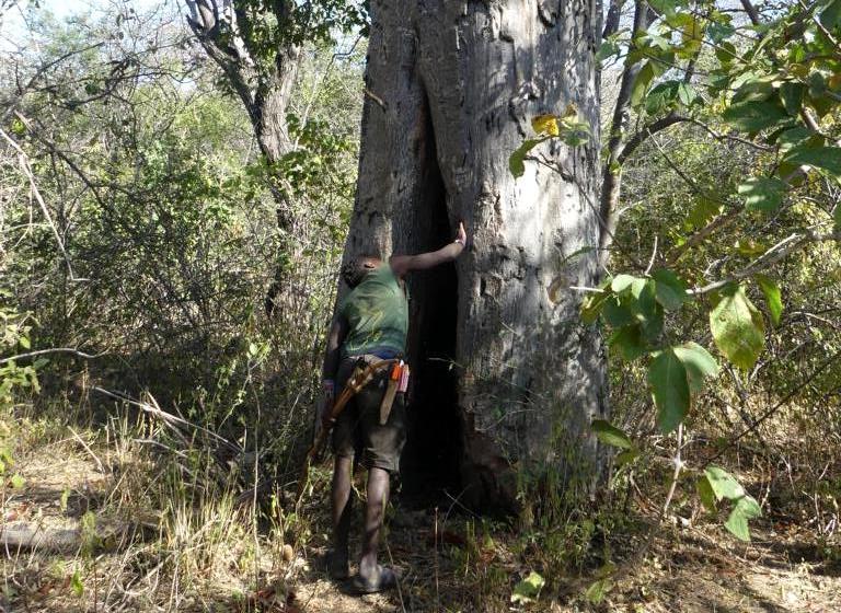 Hadza hunter checks hollow Baobab tree for bees