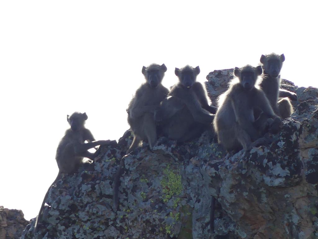 Baboons on a rock