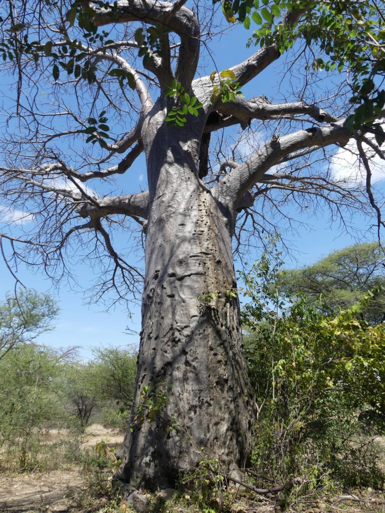 Hadza water sources - Baobab tree