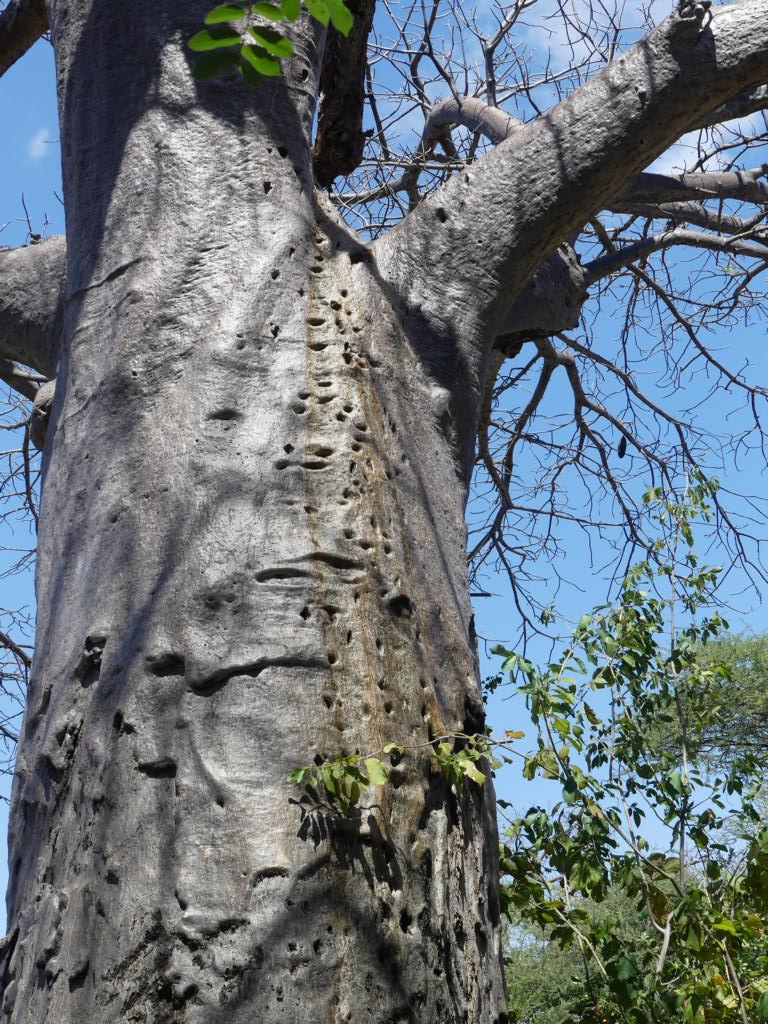 Baobab tree with water run-off