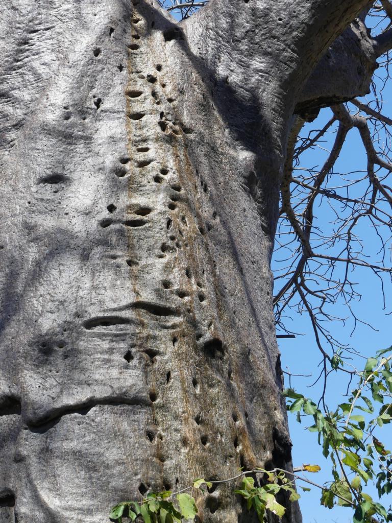 Bark of a baobab tree stained from surface water