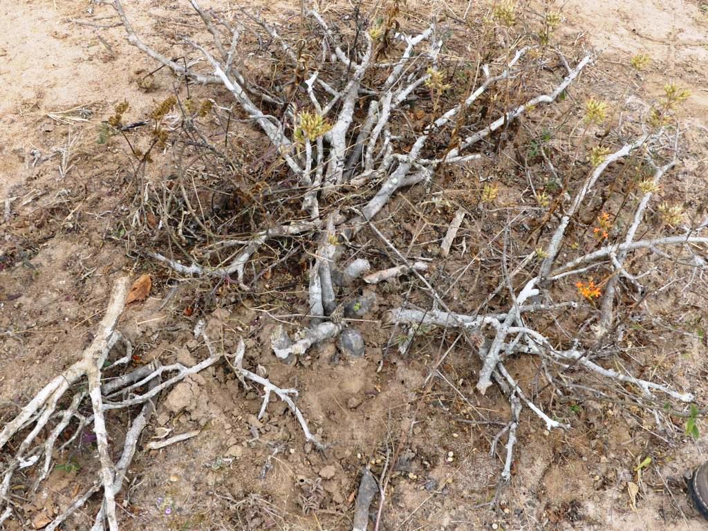 Hadza water sources - shrub of an unknown species