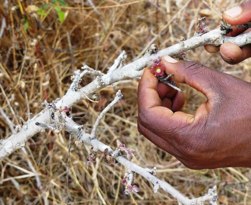 Flower of a shrub, whose tubers contain potable water