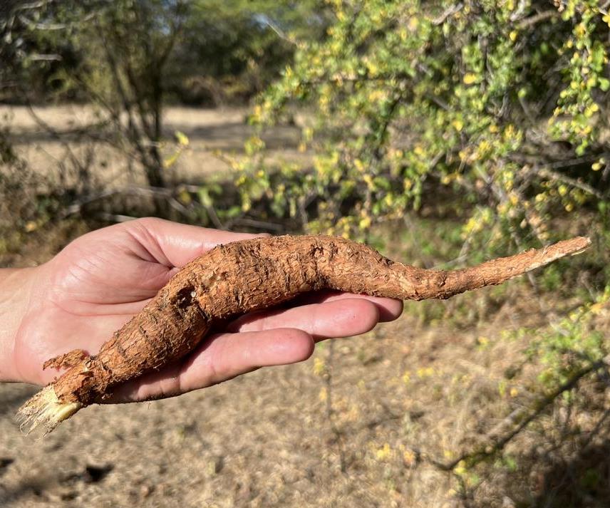 Hadza water sources - Vigna root