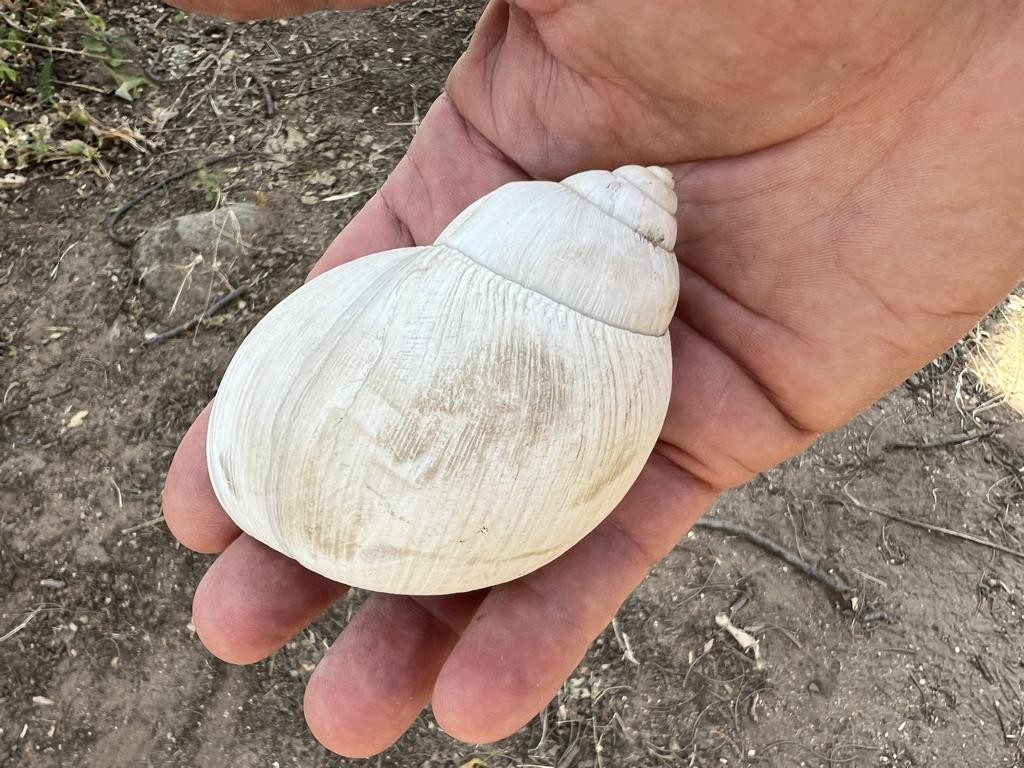 Shell of a land snail for dipping water