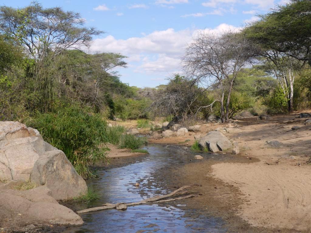 Hadza water sources - Creek of running water at Yaeda area