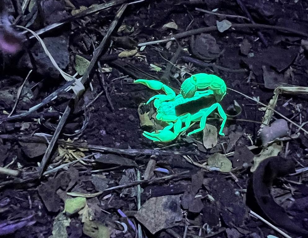 Male Hottentotta trilineatus scorpion under UV light