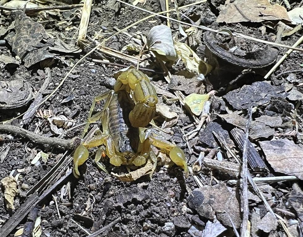 Male Hottentotta trilineatus scorpion under white light