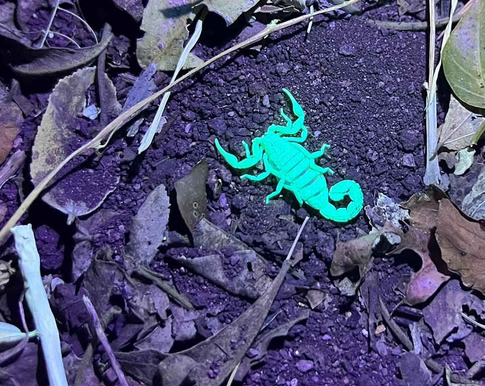 Female Hottentotta trilineatus scorpion under UV light