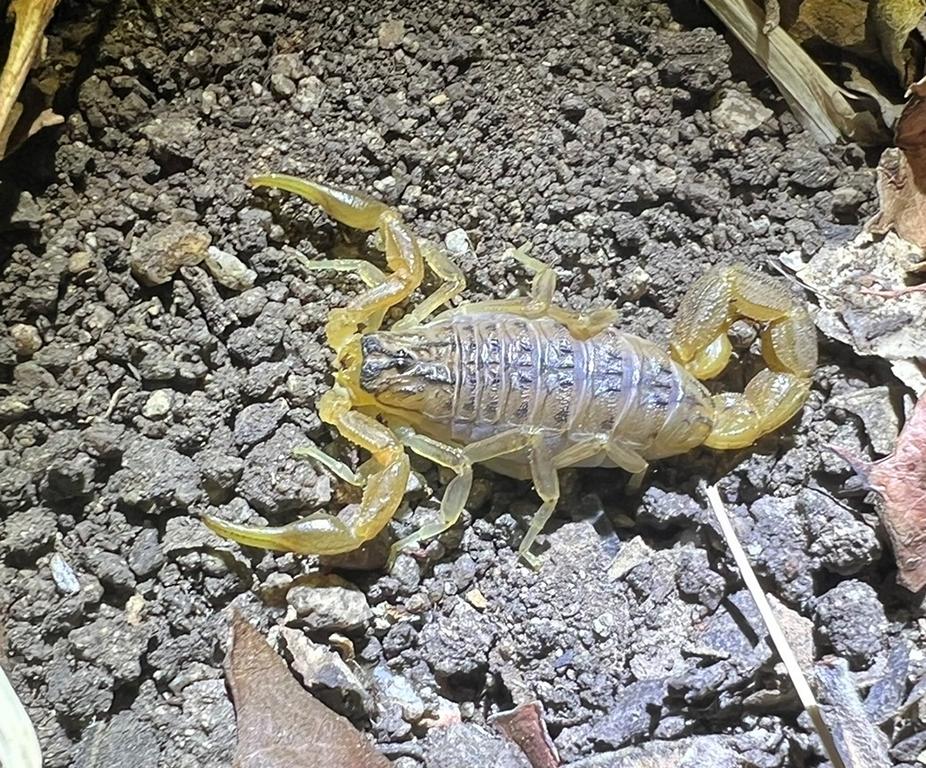 Female Hottentotta trilineatus scorpion under white light