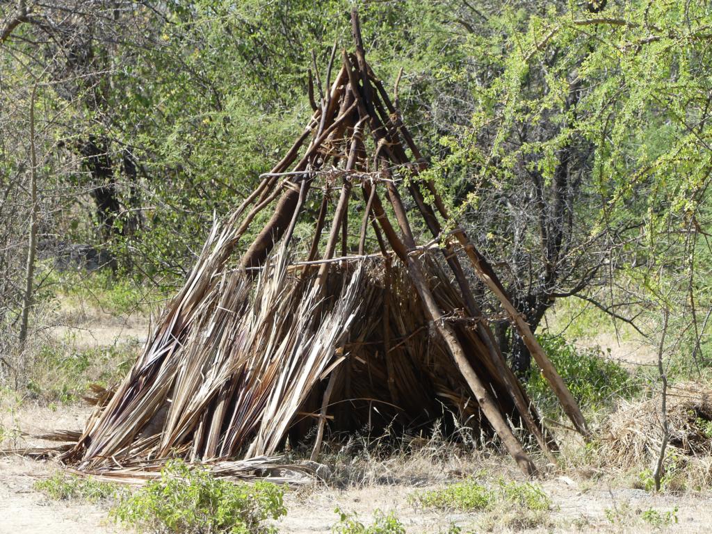 Palm fonds as bottom layer in  a Hadza hut