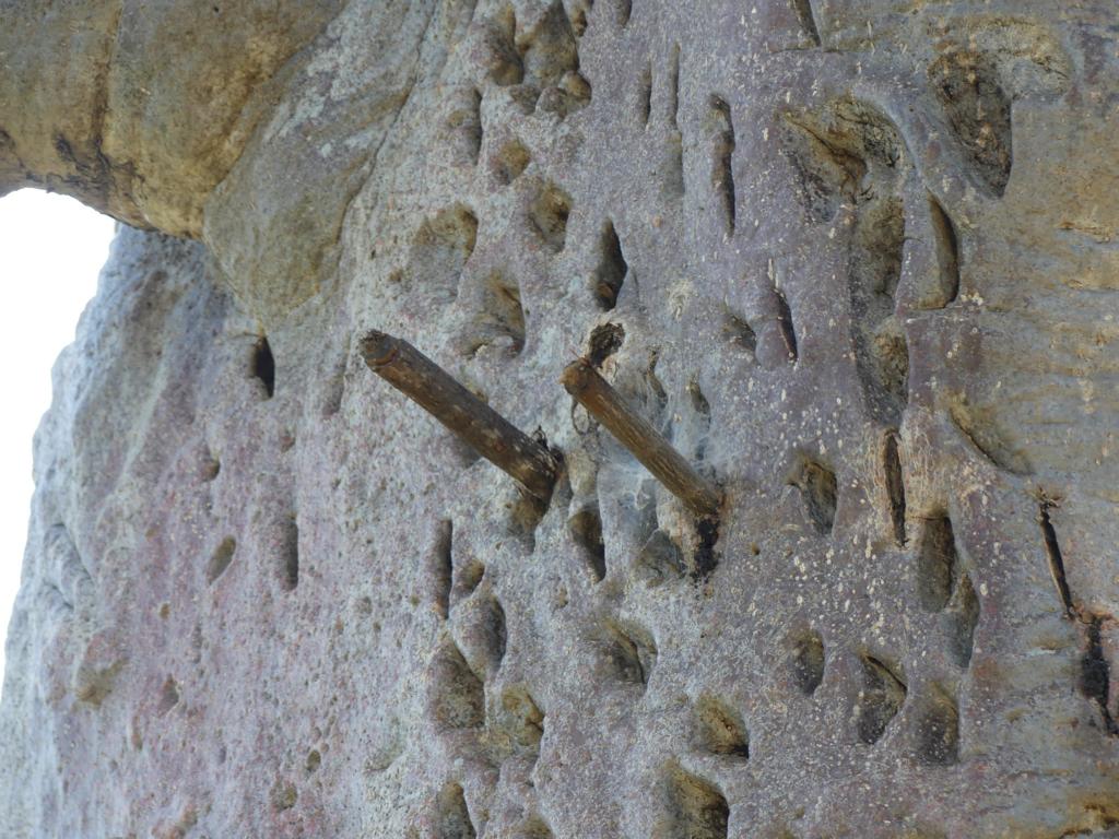 Old pegs in the outer bark of a Baobab tree