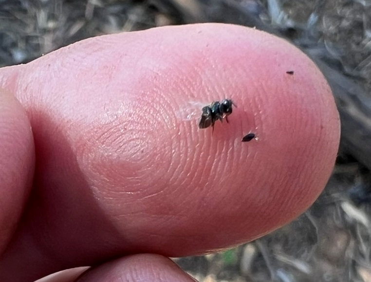 A stingless bee Trigona gribodoi