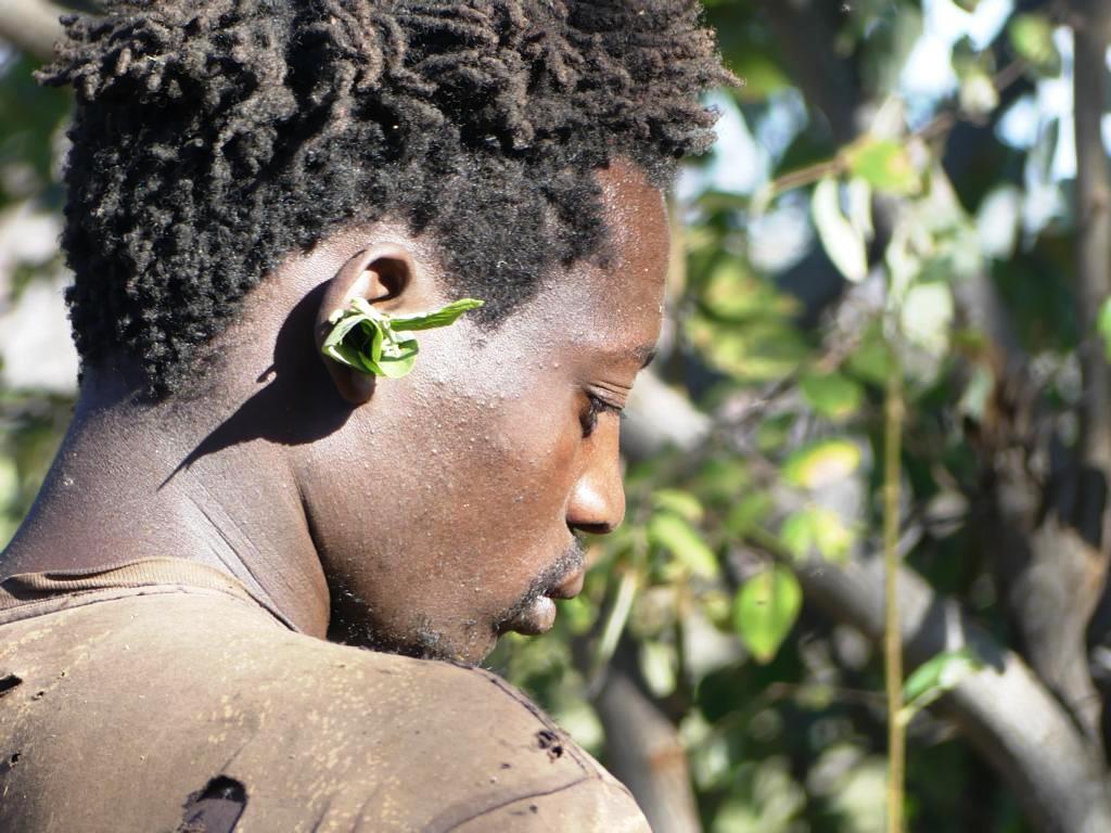 A Hadza man protecting his ear canals with rolled leaves against Sweat Bees