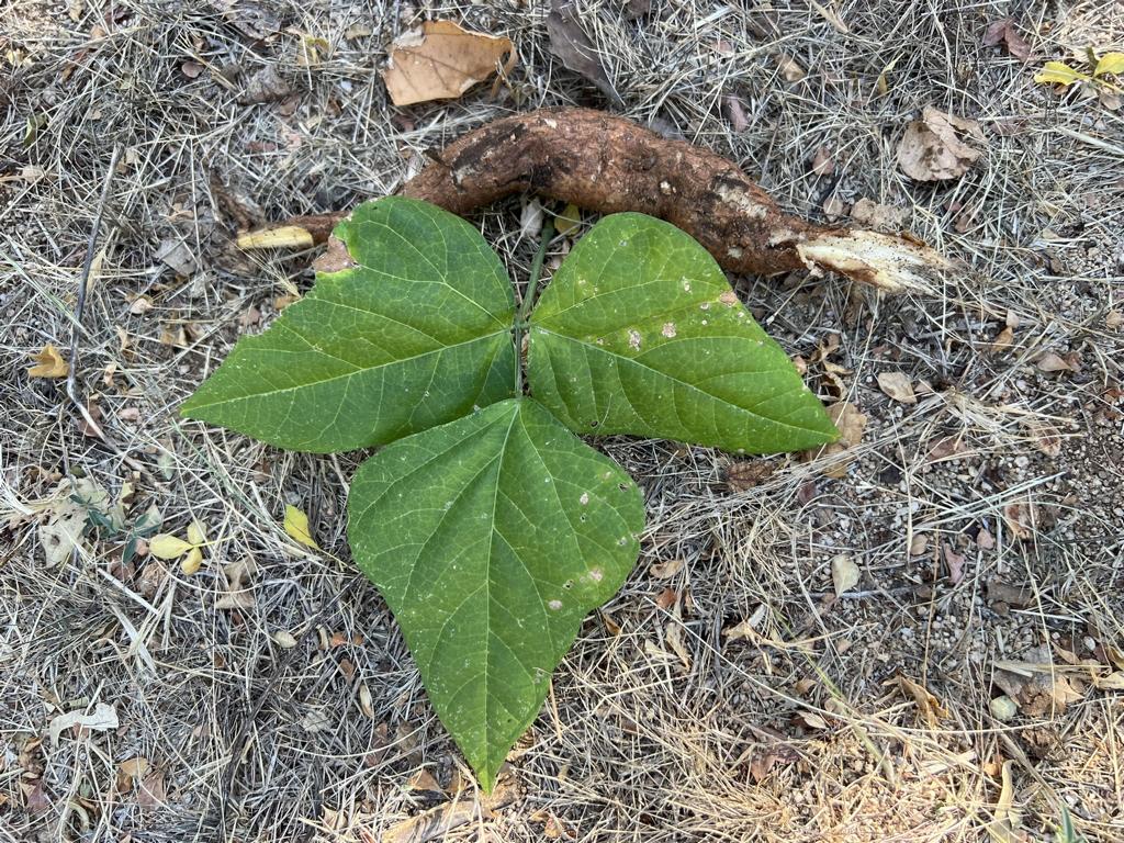 Trifoliate leaf of Vigna frutescens