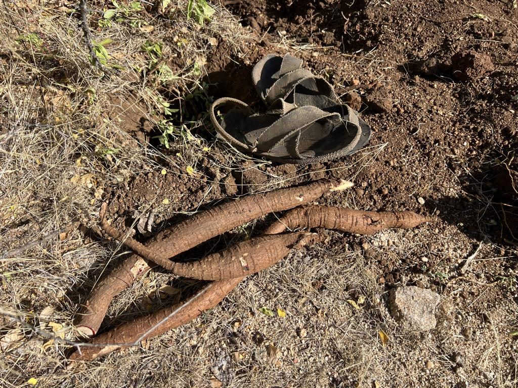 Dug-up tubers of a Wild Sweetpea plant