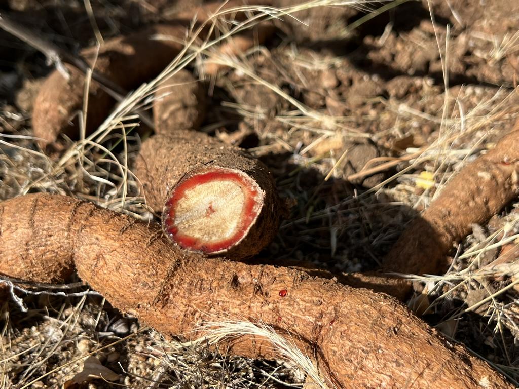 Wild Sweetpea tubers as food for Hadza people - Bushguide 101