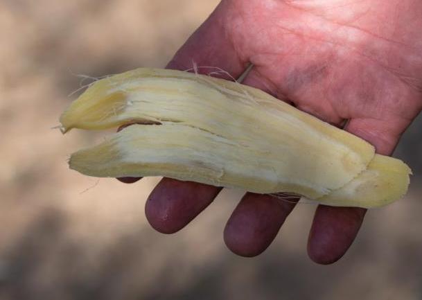 Cut-away of a roasted Wild Sweetpea tuber