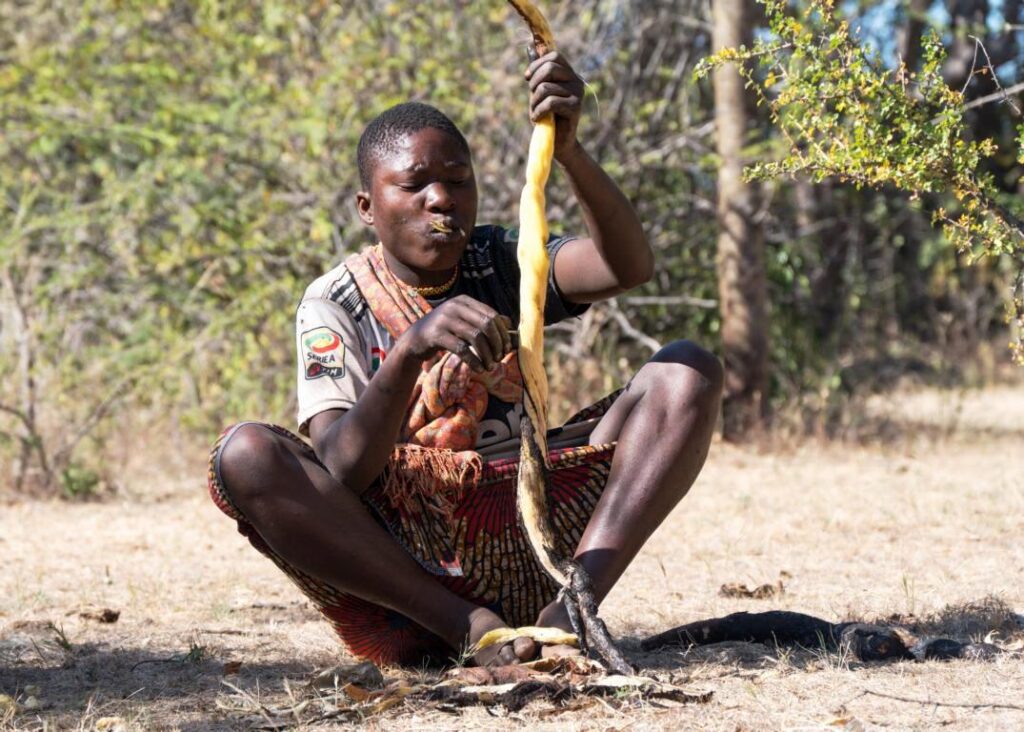 Hadza woman eating a Wild Sweetpea tuber