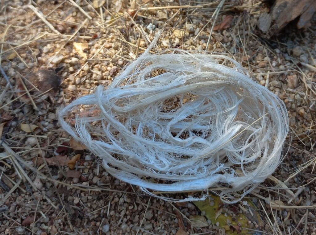 Dried giraffe ligament for making bow strings and binding arrows