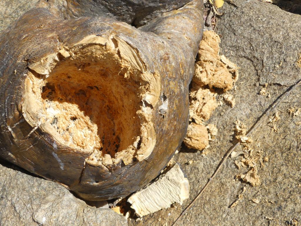 Cut-out trunk of a Desert rose to produce arrow poison