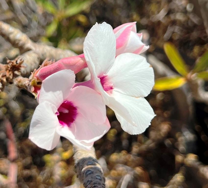 Hadza Arrow Poison made from Adenium species - Bushguide 101